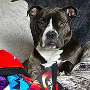 Shadow is registered to the contest to win money with this photo: animal, blanket, brown, canine, closeup, comfort, couch, dog, domestic, ears, eyes, fur, indoor, paw, pet, portrait, relaxing, resting, snout, white