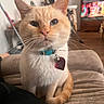 cat, feline, orange_cat, cream_fur, blue_eyes, pet, portrait, close_up, sitting, couch, collar, tag, whiskers, ears, nose, indoors, living_room, home, cozy, photography