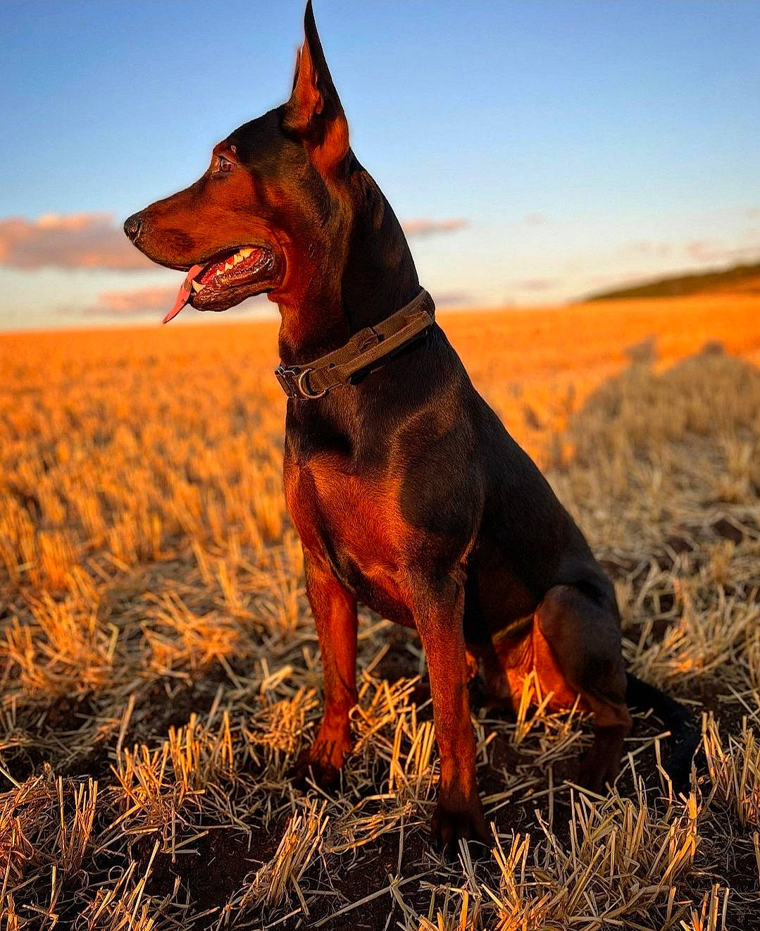 Juke is registered to the contest to win money with this photo: canidae, carnivore, cloud, collar, dobermann, dog, dog_breed, fawn, field, grass, happy, landscape, liver, prairie, sky, snout, sporting_group, terrestrial_animal, whiskers, working_animal