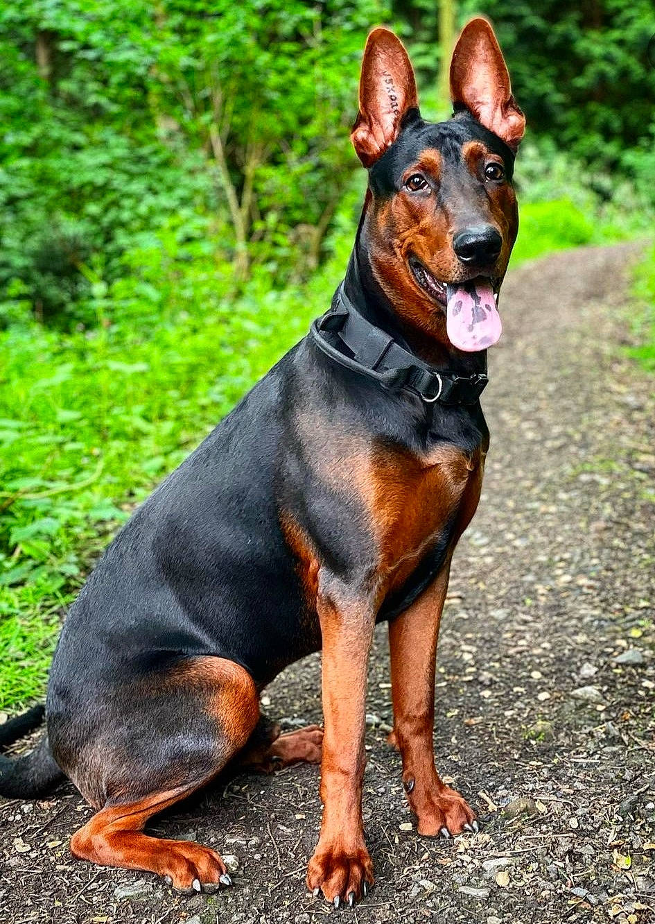 Juke joined the competition — help win amazing prizes! canidae, carnivore, collar, companion_dog, dobermann, dog, dog_breed, dog_supply, fawn, hunting_dog, liver, plant, prazsky_krysarik, snout, sporting_group, terrestrial_animal, tree, working_animal, working_dog