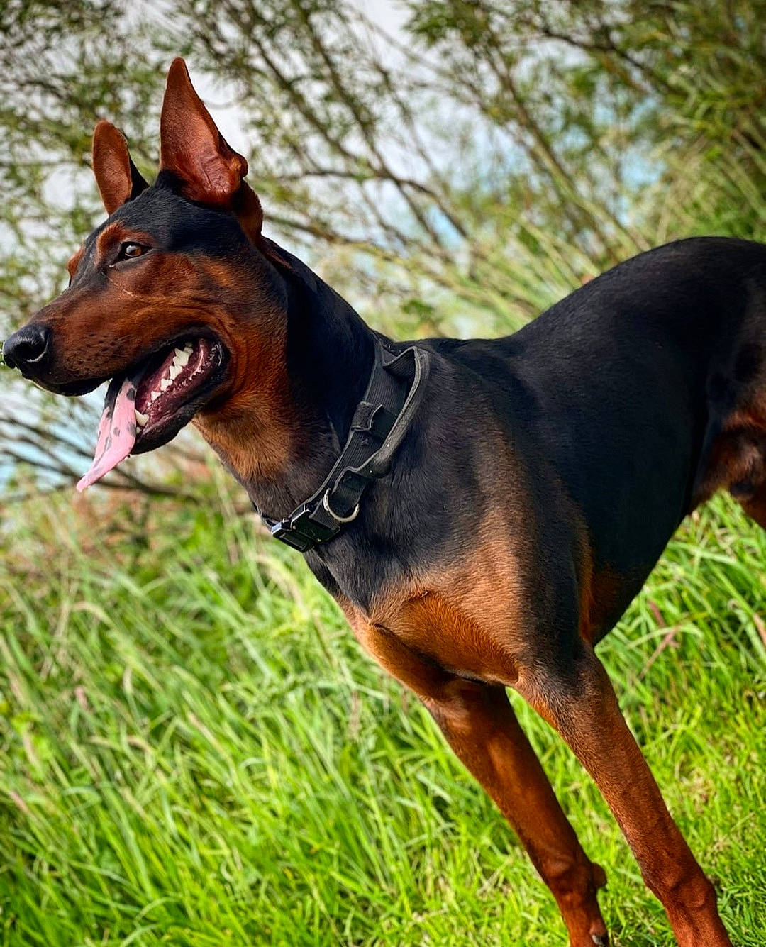 Juke joined the competition — help win amazing prizes! canidae, carnivore, collar, companion_dog, dog, dog_breed, dog_collar, dog_supply, fawn, grass, guard_dog, liver, pet_supply, plant, snout, sporting_group, terrestrial_animal, tree, working_animal, working_dog