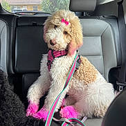 Hazel Mae joined the competition — help win amazing prizes! dog, poodle, pink_dye, pink_bow, car_interior, leash, harness, curly_fur, pet, cute, sitting, backseat, animal, fluffy, head_tilt, pink_paws, domestic_animal, vehicle, transport, companion