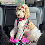 dog, poodle, pink_dye, pink_bow, car_interior, leash, harness, curly_fur, pet, cute, sitting, backseat, animal, fluffy, head_tilt, pink_paws, domestic_animal, vehicle, transport, companion