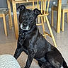 dog, black_dog, pet, indoor, wooden_chair, wooden_table, carpet, collar, seated, looking, floor, furniture, domestic, animal, canine, home, brown, gray_hair, curious, quiet