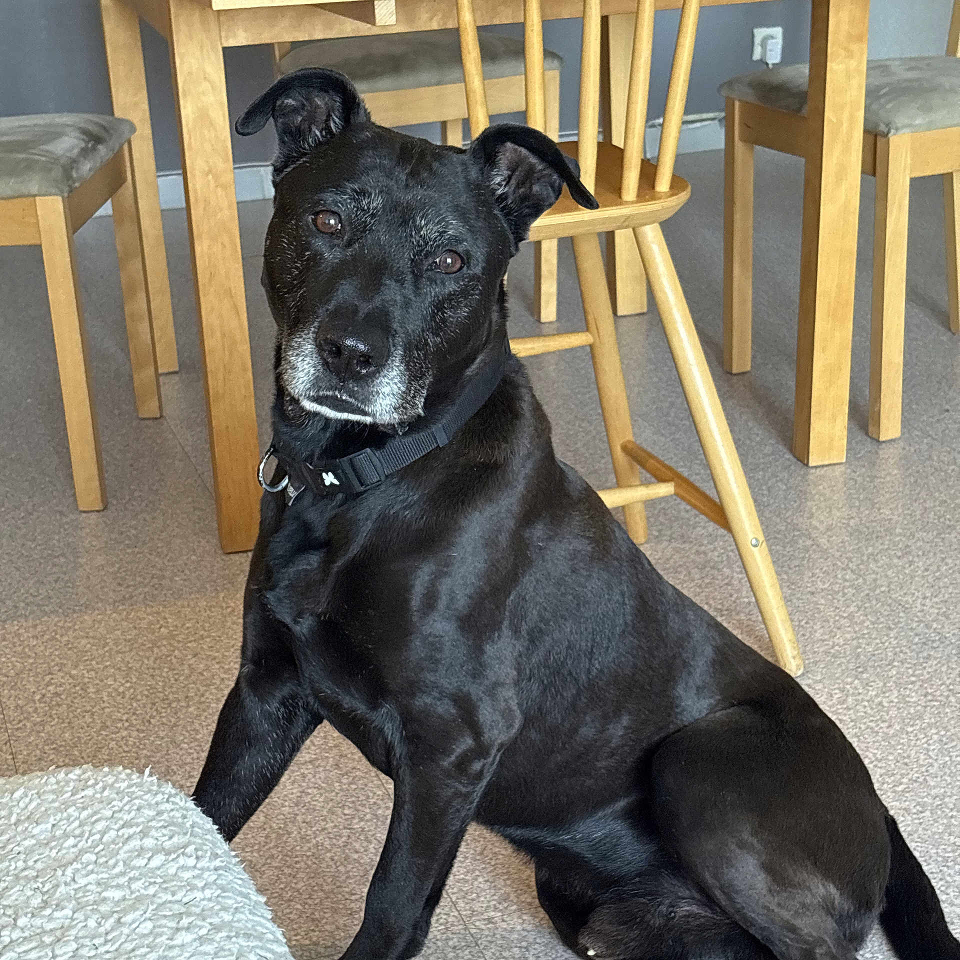 Paco participe au concours pour gagner de l'argent avec cette photo : dog, black_dog, pet, indoor, wooden_chair, wooden_table, carpet, collar, seated, looking, floor, furniture, domestic, animal, canine, home, brown, gray_hair, curious, quiet