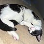 Saffron is registered to the contest to win money with this photo: animal, black_and_white, blanket, cat, close_up, cozy, cute, domestic_cat, feline, fur, indoor, nap, nose, paw, pet, relaxed, resting, sleeping, soft, whiskers