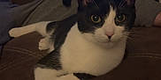 Saffron is registered to the contest to win money with this photo: animal, black_and_white, cat, computer, couch, cozy, domestic, eyes, feline, fur, home, indoor, laptop, living_room, pet, quiet, relaxed, resting, technology, whiskers