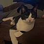 animal, black_and_white, cat, computer, couch, cozy, domestic, eyes, feline, fur, home, indoor, laptop, living_room, pet, quiet, relaxed, resting, technology, whiskers