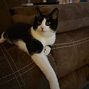 Saffron is registered to the contest to win money with this photo: animal, black_and_white, cat, couch, cozy, curious, cute, domestic_animal, ears, feline, fur, furniture, indoor, living_room, paw, pet, relaxed, resting, stretched_out, whiskers