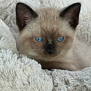 Myles joined the competition — help win amazing prizes! kitten, cat, siamese, blue_eyes, fur, ears, blanket, soft_texture, cute, pet, animal, indoor, cozy, resting, closeup, feline, young, sleepy, comfort, adorable