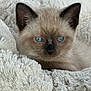 kitten, cat, siamese, blue_eyes, fur, ears, blanket, soft_texture, cute, pet, animal, indoor, cozy, resting, closeup, feline, young, sleepy, comfort, adorable