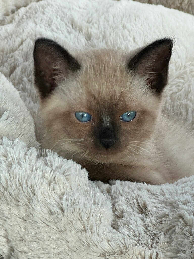 Myles