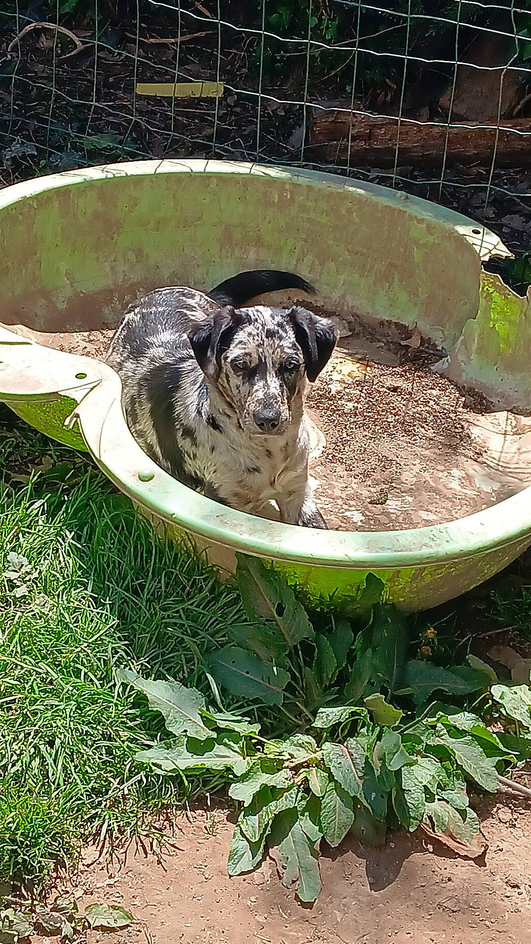 Kyara participe au concours pour gagner de l'argent avec cette photo : bird_bath, canidae, carnivore, companion_dog, dog, dog_breed, dog_food, flowerpot, garden, grass, groundcover, herb, plant, soil, sporting_group, tail, terrestrial_animal, water, working_animal, working_dog