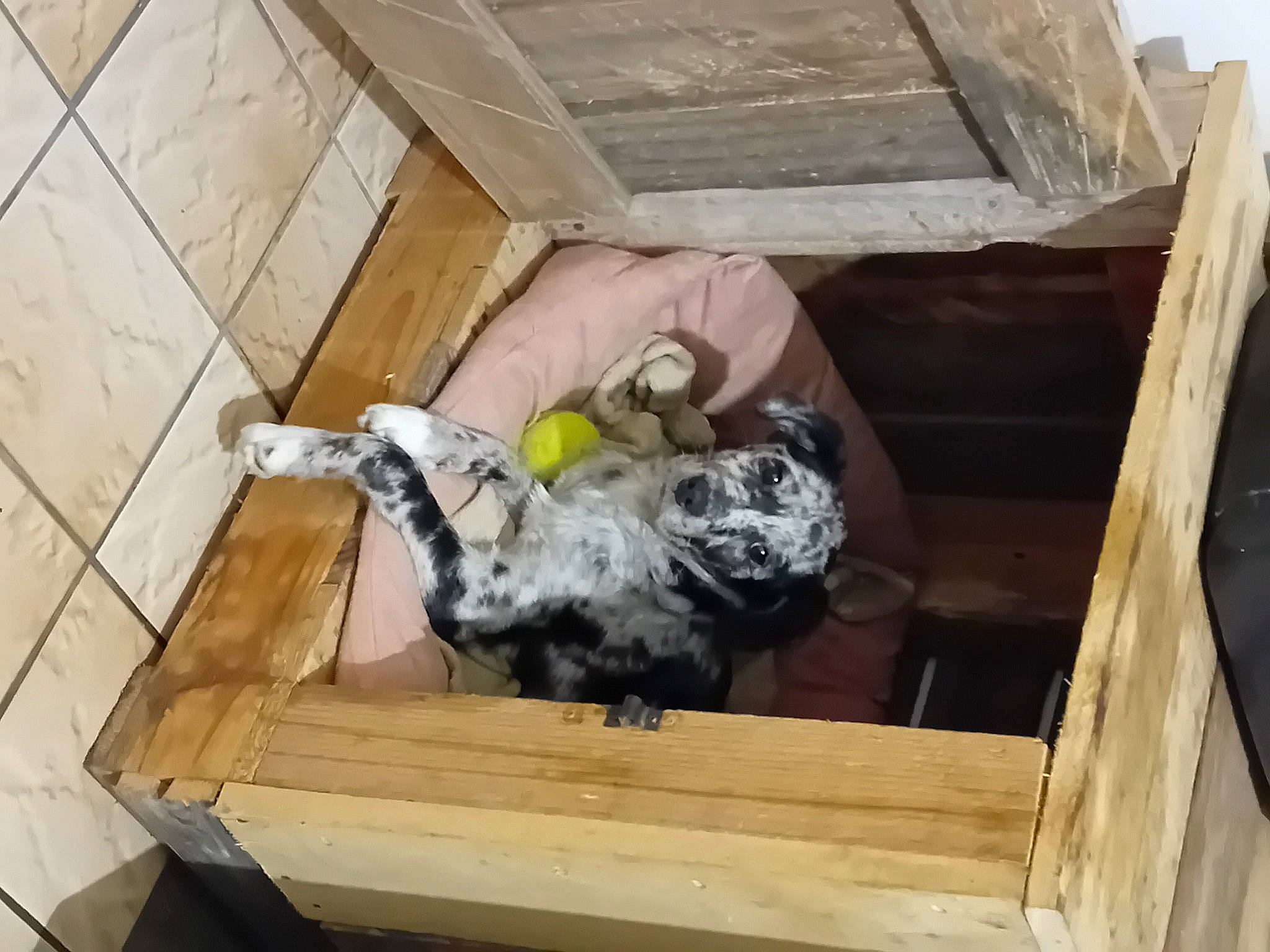 Kyara participe au concours pour gagner de l'argent avec cette photo : beak, bird, building, chicken, feather, galliformes, hardwood, house, pigeons_and_doves, plywood, room, wing, wood