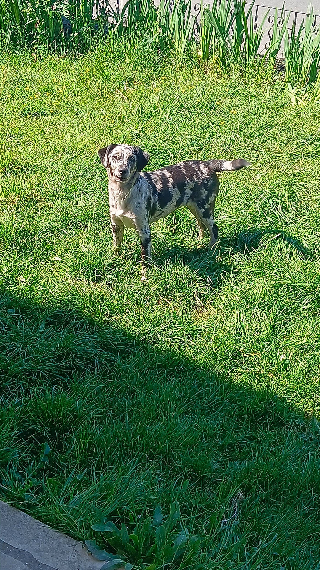 Kyara a rejoint le concours — aidez-le/la à gagner de superbes lots ! art, australian_cattle_dog, carnivore, companion_dog, dog, dog_breed, grass, grass_family, grassland, groundcover, guard_dog, lawn, pasture, people_in_nature, plant, shadow, sporting_group, tail, terrestrial_animal, working_animal