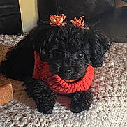 Coco is registered to the contest to win money with this photo: dog, puppy, poodle, black_dog, pet, animal, cute, sweater, red_sweater, bow, hair_bow, indoor, carpet, rug, small_dog, lying_down, cozy, decorated, adorable, curious
