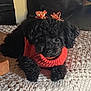 dog, puppy, poodle, black_dog, pet, animal, cute, sweater, red_sweater, bow, hair_bow, indoor, carpet, rug, small_dog, lying_down, cozy, decorated, adorable, curious