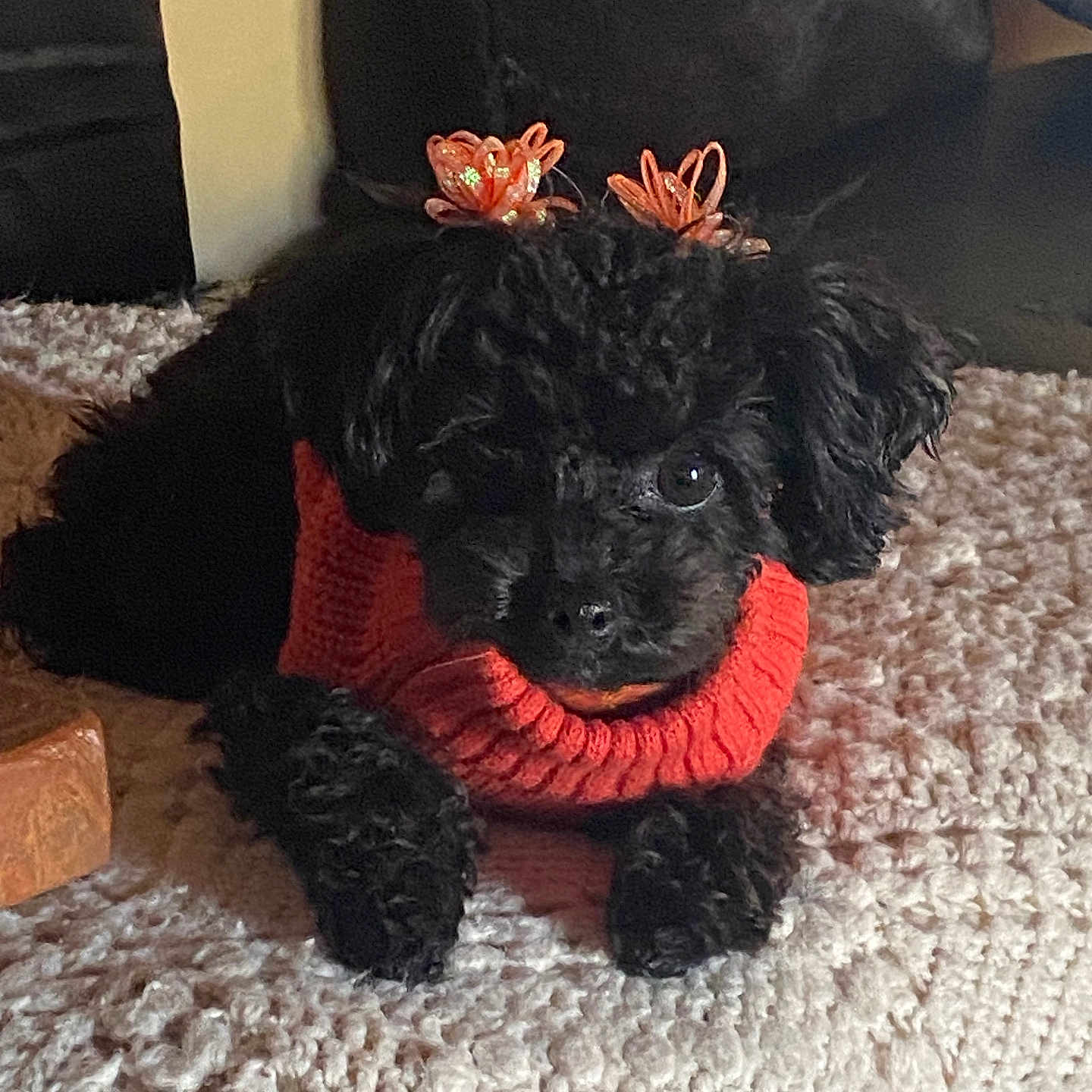 Coco is registered to the contest to win money with this photo: adorable, animal, black_dog, bow, carpet, cozy, curious, cute, decorated, dog, hair_bow, indoor, lying_down, pet, poodle, puppy, red_sweater, rug, small_dog, sweater