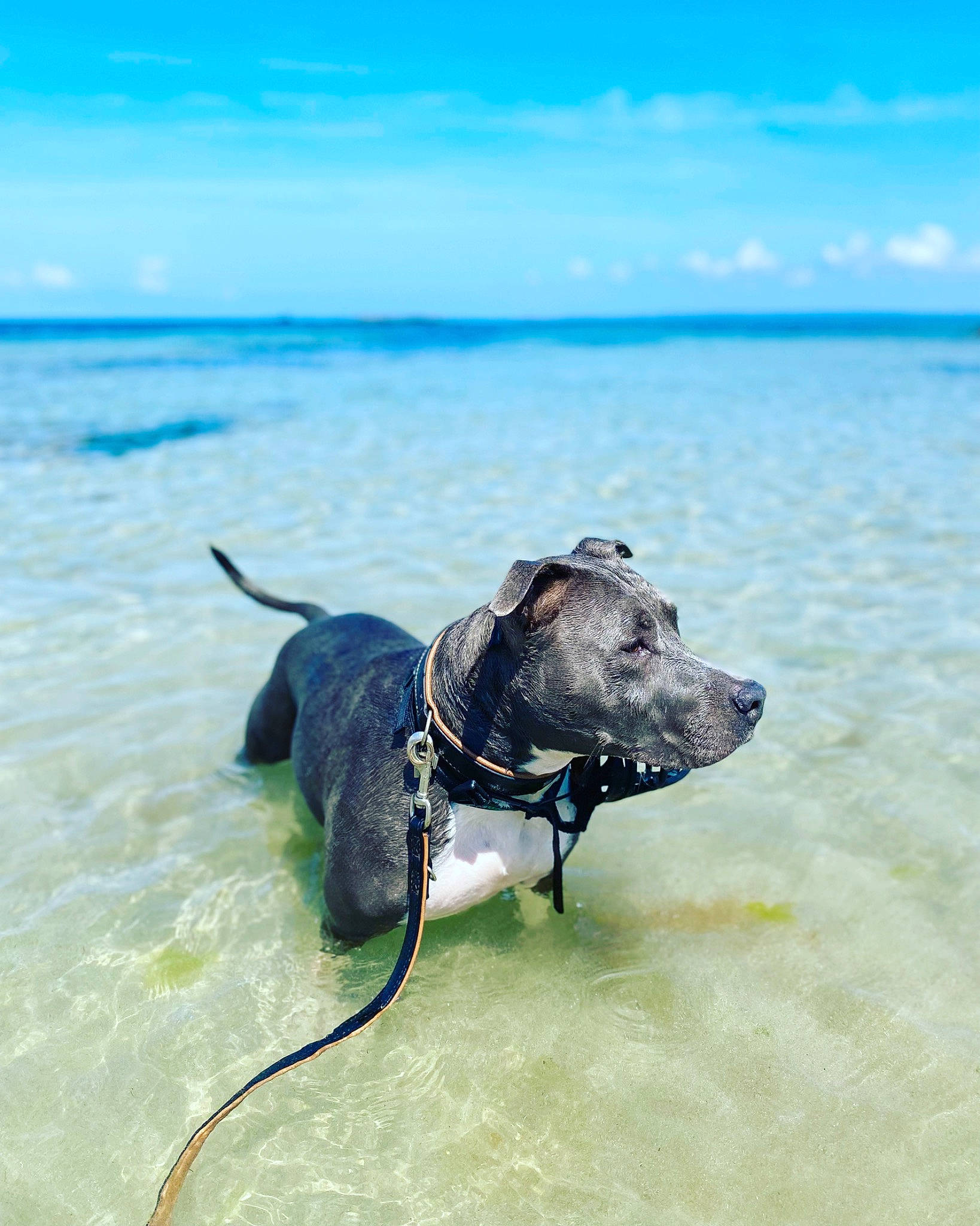 Phalko a rejoint le concours — aidez-le/la à gagner de superbes lots ! beach, blue, canidae, carnivore, cloud, collar, dog, dog_breed, dog_collar, dog_supply, fashion_accessory, fawn, leash, personal_protective_equipment, sand, sky, snout, sporting_group, water, working_animal