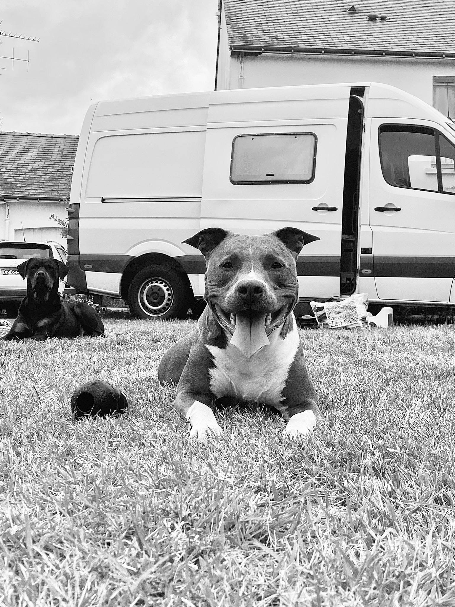 Phalko a rejoint le concours — aidez-le/la à gagner de superbes lots ! black_and_white, car, carnivore, collar, companion_dog, dog, dog_breed, grass, light_commercial_vehicle, mammal, monochrome, monochrome_photography, motor_vehicle, snout, tire, van, vehicle, wheel, window, working_animal