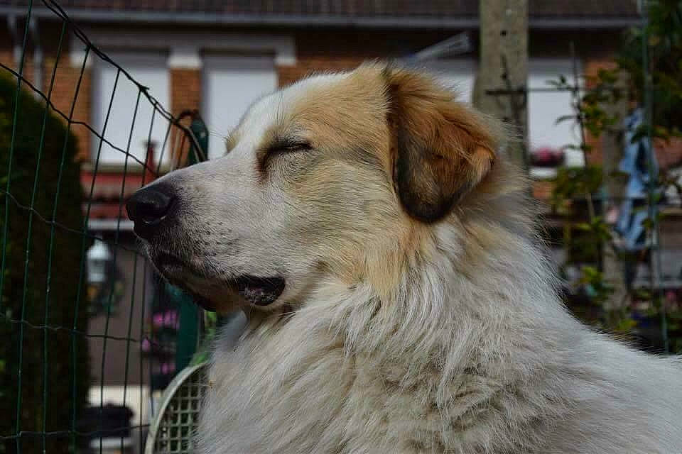 Lucky a rejoint le concours — aidez-le/la à gagner de superbes lots ! aidi, ancient_dog_breeds, canidae, carnivore, companion_dog, dog, dog_breed, great_pyrenees, livestock_guardian_dog, mammal, moscow_watchdog, pyrenean_mastiff, rare_breed_dog, sporting_group, vertebrate, working_dog