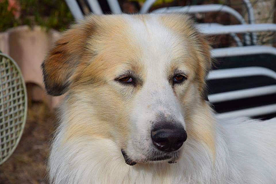 Lucky a rejoint le concours — aidez-le/la à gagner de superbes lots ! aidi, ancient_dog_breeds, canidae, carnivore, companion_dog, dog, dog_breed, fawn, great_pyrenees, livestock_guardian_dog, mammal, rare_breed_dog, small_greek_domestic_dog, snout, sporting_group, vertebrate, working_dog