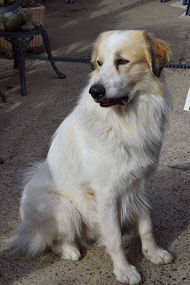 Lucky participe au concours pour gagner de l'argent avec cette photo : aidi, ancient_dog_breeds, canidae, carnivore, companion_dog, dog, dog_breed, great_pyrenees, livestock_guardian_dog, mammal, rare_breed_dog, sporting_group, vertebrate