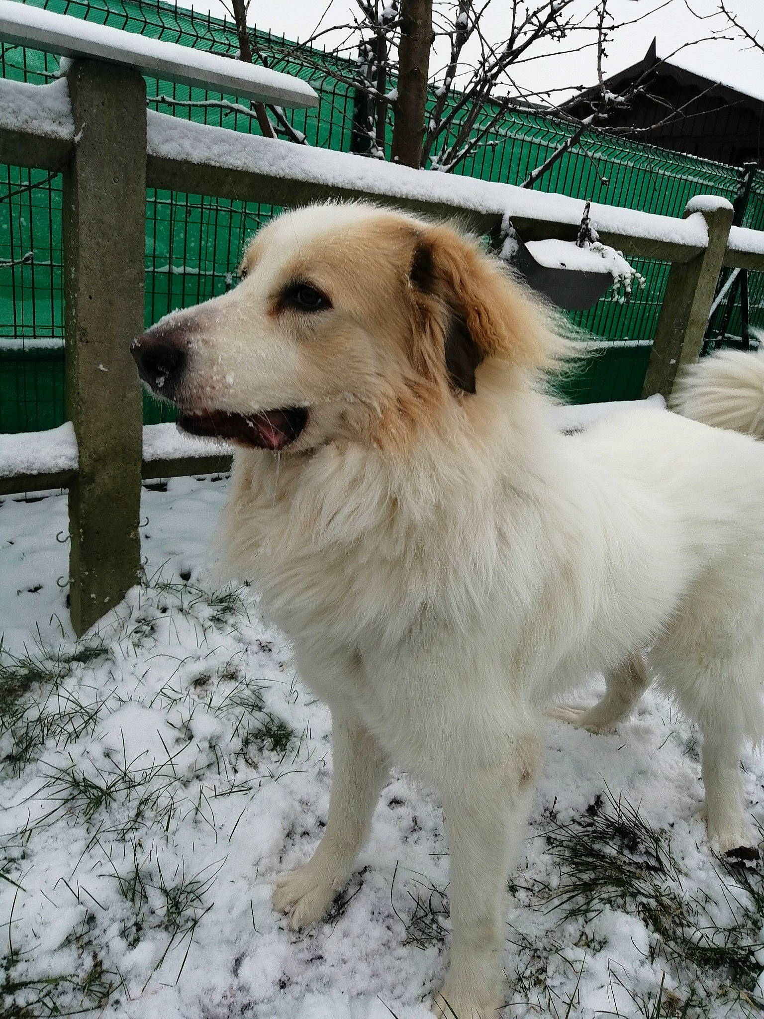 Lucky participe au concours pour gagner de l'argent avec cette photo : aidi, canidae, carnivore, companion_dog, dog, dog_breed, great_pyrenees, livestock_guardian_dog, mammal, rare_breed_dog, snow, sporting_group, vertebrate, working_dog