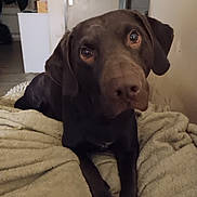 Sisco a rejoint le concours — aidez-le/la à gagner de superbes lots ! dog, labrador, chocolate, pet, animal, indoor, blanket, cozy, curious, canine, mammal, lying_down, brown, fur, ears, face, eyes, portrait, domestic, house