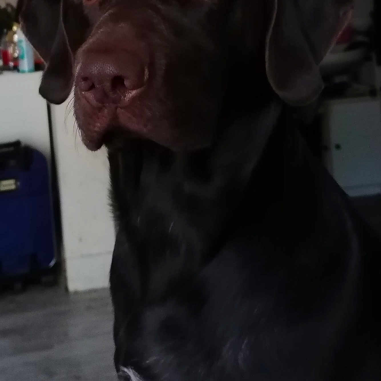 Sisco