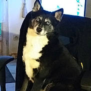 Réglisse participe au concours pour gagner de l'argent avec cette photo : dog, black_and_white, sitting, chair, indoor, pet, animal, furry, fur, ears, eyes, face, home, living_room, couch, blanket, seat, looking, alert, domestic