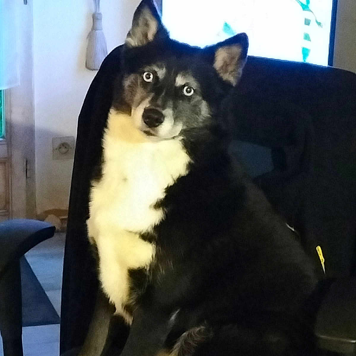 Réglisse participe au concours pour gagner de l'argent avec cette photo : alert, animal, black_and_white, blanket, chair, couch, dog, domestic, ears, eyes, face, fur, furry, home, indoor, living_room, looking, pet, seat, sitting