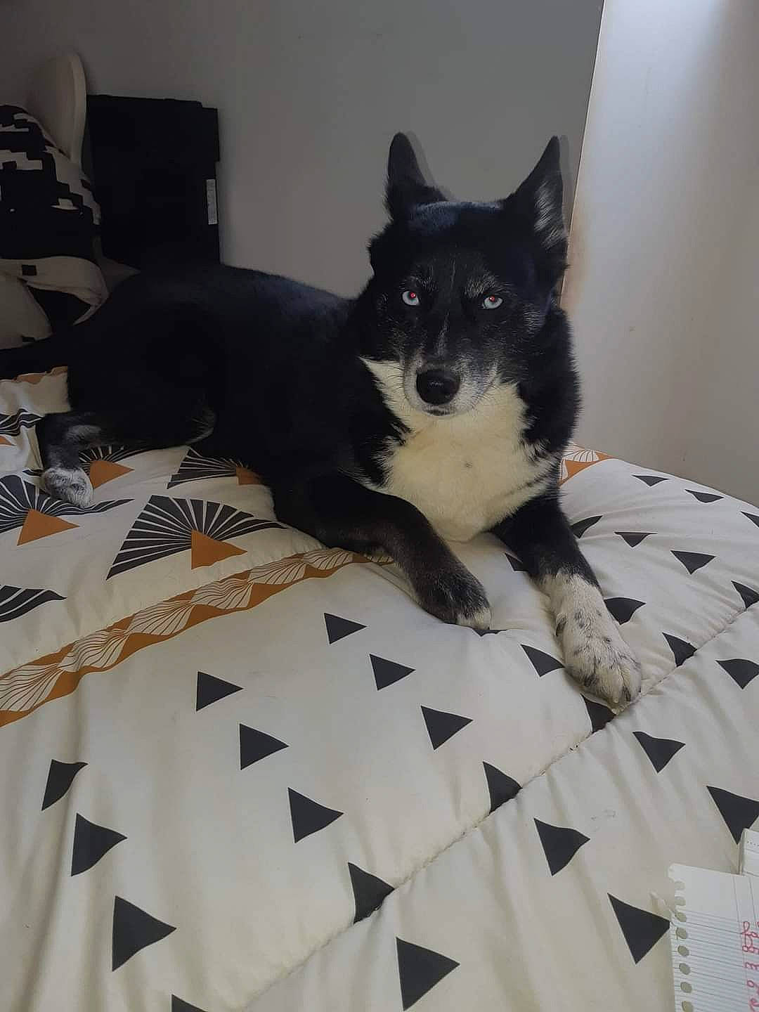 Réglisse a rejoint le concours — aidez-le/la à gagner de superbes lots ! bed, bedding, carnivore, comfort, companion_dog, dog, dog_breed, felidae, floor, flooring, fur, grey, linens, pattern, room, small_to_medium_sized_cats, snout, tail, whiskers, working_animal