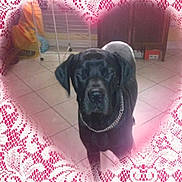 Shelby participe au concours pour gagner de l'argent avec cette photo : dog, black_dog, chain_collar, indoor, tiled_floor, furniture, cabinet, box, pet, animal, heart_frame, pink_overlay, floor, household, domestic, canine, standing, chain, closeup, portrait
