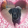 dog, black_dog, chain_collar, indoor, tiled_floor, furniture, cabinet, box, pet, animal, heart_frame, pink_overlay, floor, household, domestic, canine, standing, chain, closeup, portrait