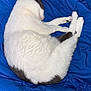 Saphir participe au concours pour gagner de l'argent avec cette photo : cat, sleeping, white, gray, fur, pet, animal, cozy, blanket, blue, resting, cute, domestic_cat, relaxed, indoor, soft, curled_up, whiskers, paws, peaceful