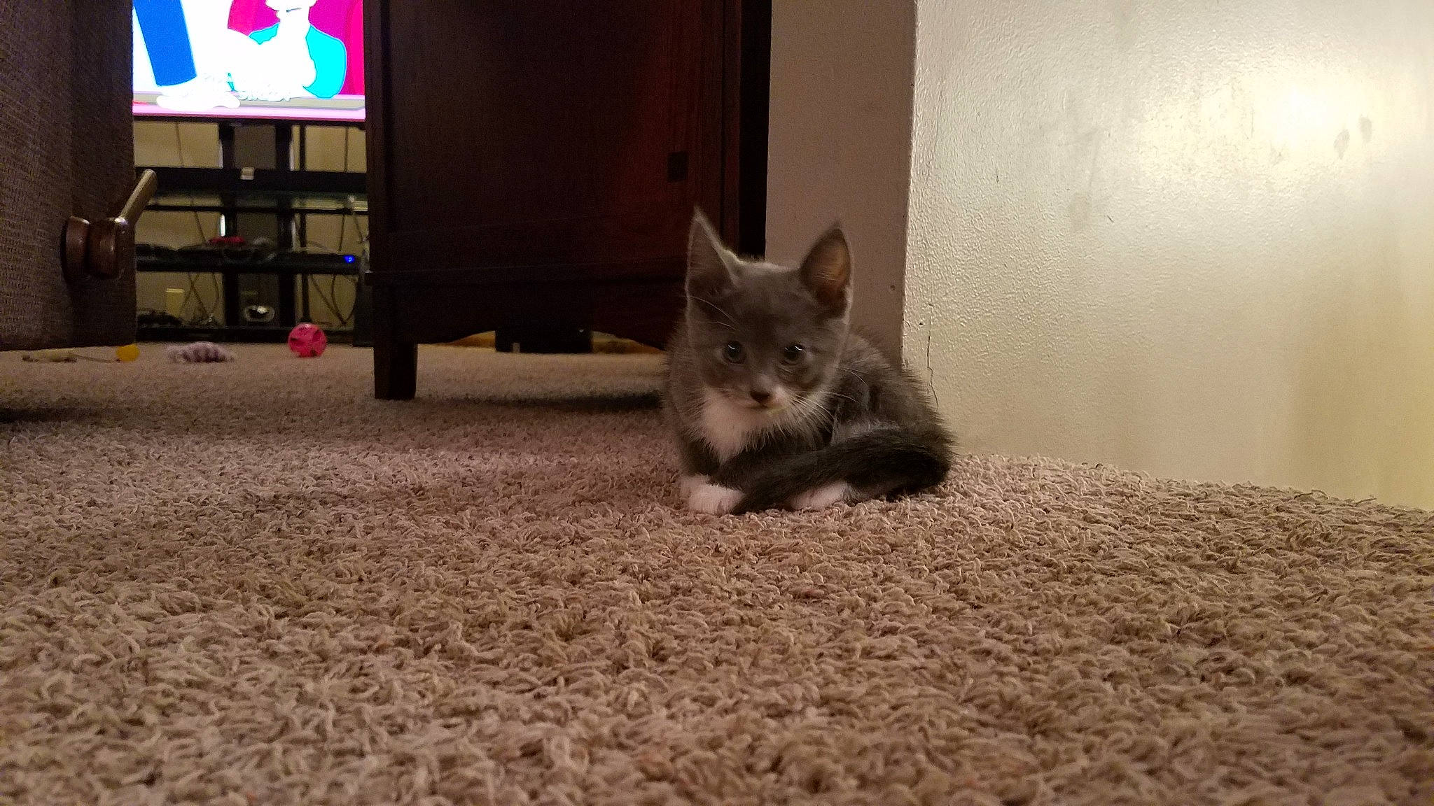 Khaleesi joined the competition — help win amazing prizes! black_cat, carnivore, carpet, cat, chartreux, comfort, domestic_short_haired_cat, felidae, floor, flooring, fur, grey, hardwood, russian_blue, small_to_medium_sized_cats, snout, soil, tail, whiskers, wood