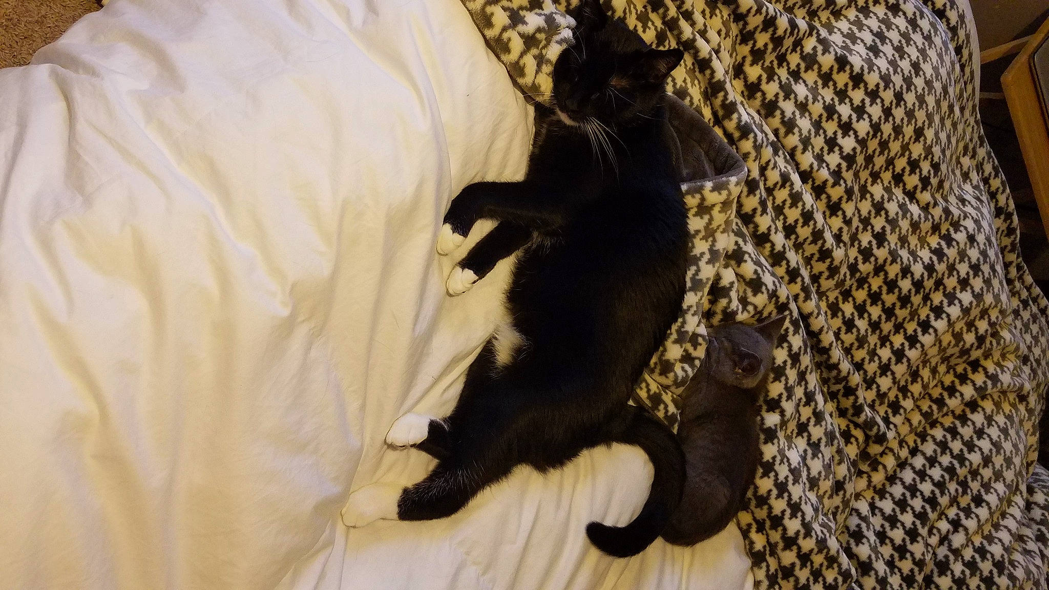 Khaleesi joined the competition — help win amazing prizes! black_cat, carnivore, claw, comfort, companion_dog, dog_breed, domestic_short_haired_cat, fawn, felidae, fur, linens, mesh, paw, small_to_medium_sized_cats, snout, sporting_group, tail, terrestrial_animal, whiskers, wood