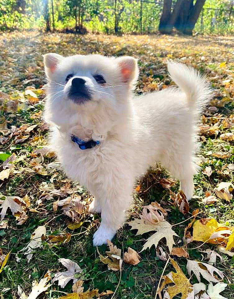 Alaska joined the competition — help win amazing prizes! canidae, carnivore, companion_dog, dog, dog_breed, fawn, fur, grass, leaf, non_sporting_group, plant, small_terrier, snout, sporting_group, tail, terrestrial_animal, toy_dog, tree, wildlife