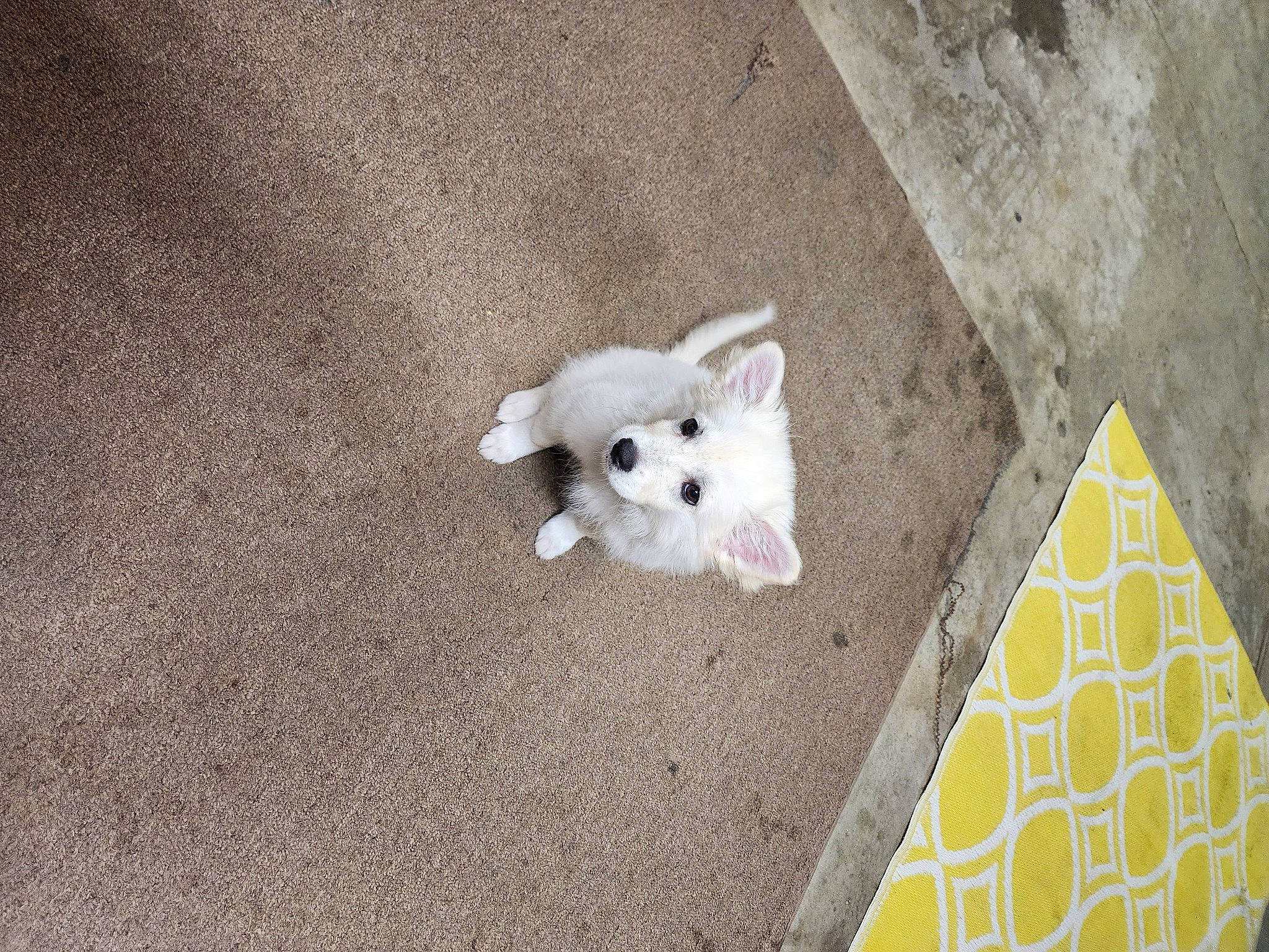 Alaska is registered to the contest to win money with this photo: asphalt, carmine, carnivore, companion_dog, dog, dog_breed, fawn, felidae, flooring, grey, paw, road_surface, small_to_medium_sized_cats, stuffed_toy, tail, toy_dog, triangle, whiskers, wood, working_animal