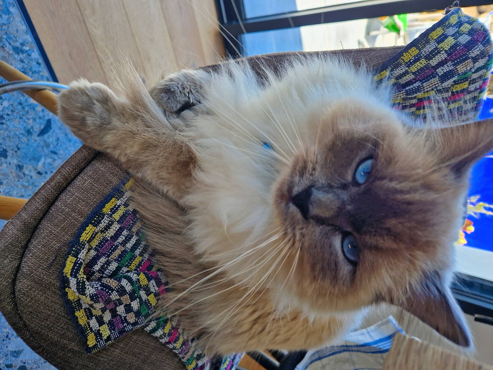 Floppy participe au concours pour gagner de l'argent avec cette photo : birman, box, carnivore, cat, claw, comfort, fawn, felidae, fur, paw, siamese, small_to_medium_sized_cats, snout, terrestrial_animal, thai, whiskers