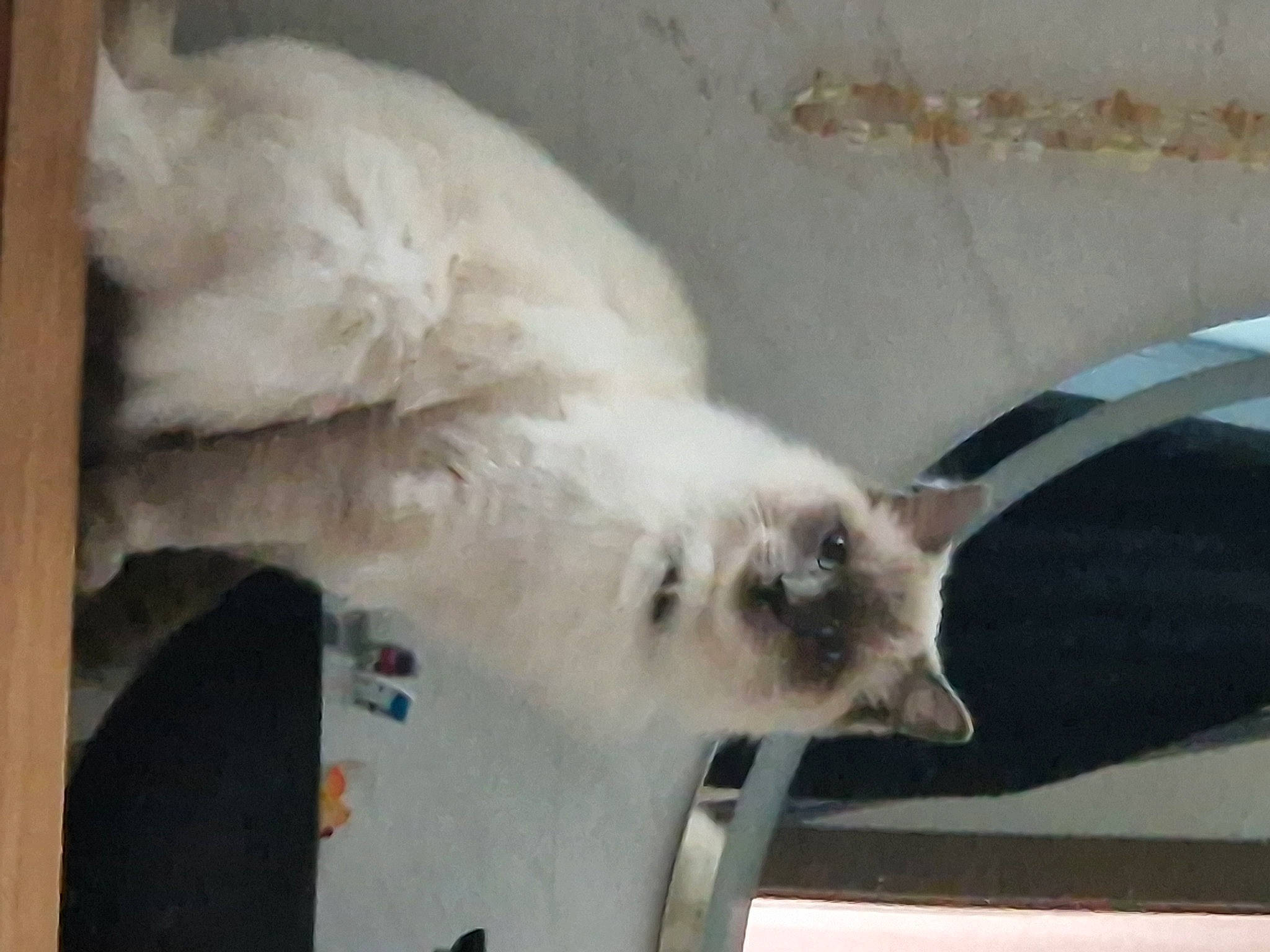 Floppy participe au concours pour gagner de l'argent avec cette photo : balinese, carnivore, cat, claw, domestic_short_haired_cat, fawn, felidae, fur, paw, siamese, small_to_medium_sized_cats, snout, tail, terrestrial_animal, thai, whiskers, window