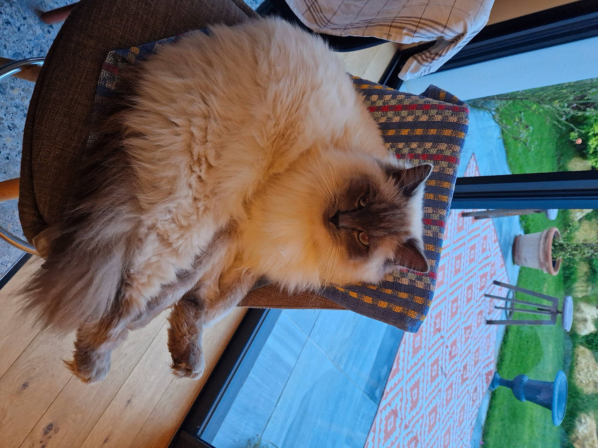 Floppy a rejoint le concours — aidez-le/la à gagner de superbes lots ! balinese, canidae, carnivore, cat, chair, claw, companion_dog, fawn, felidae, flooring, fur, hardwood, plant, siamese, small_to_medium_sized_cats, snout, table, tail, whiskers, wood