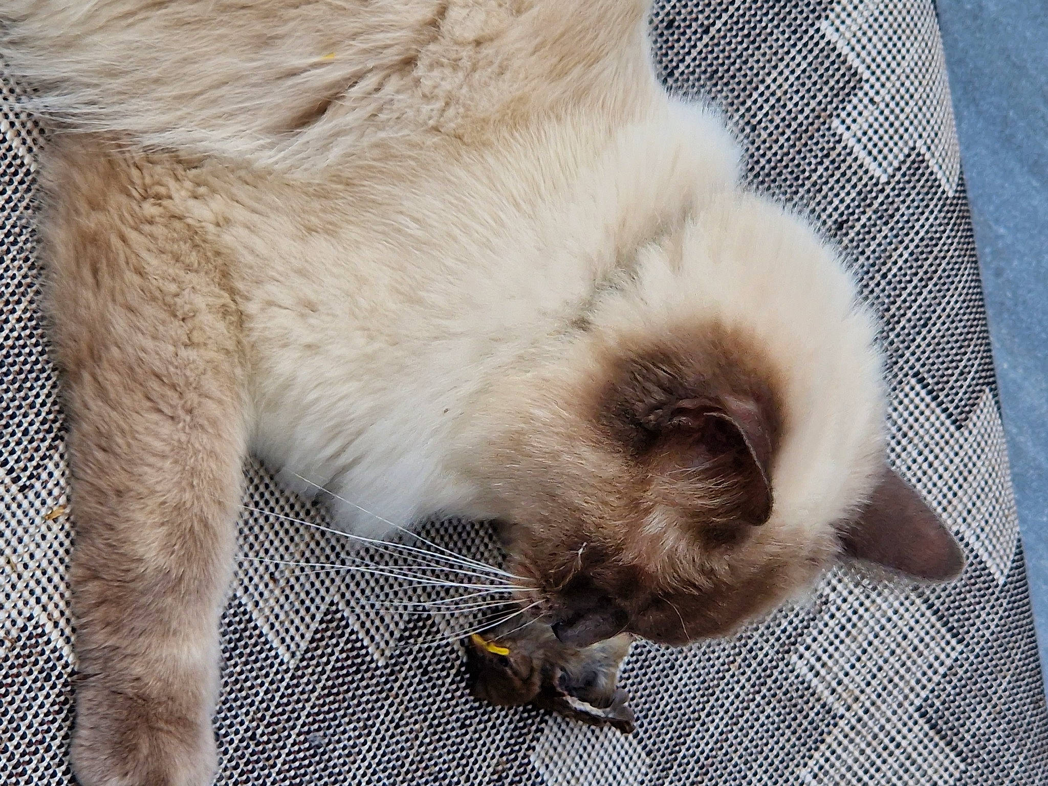 Floppy participe au concours pour gagner de l'argent avec cette photo : carnivore, claw, comfort, companion_dog, dog_breed, fur, nap, paw, snout, terrestrial_animal, whiskers