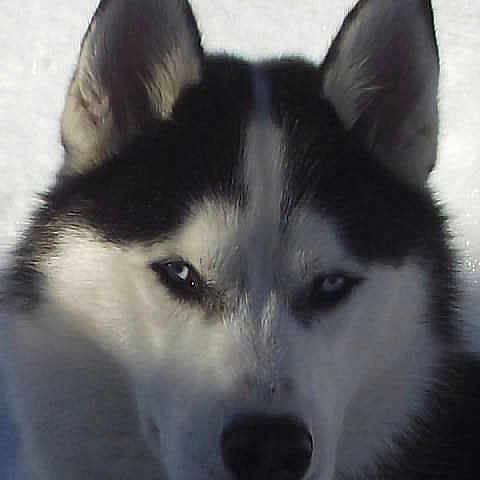 Igloo