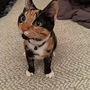 Salem is registered to the contest to win money with this photo: cat, calico, curious, alert, bed, blanket, collar, indoor, pet, whiskers, fur, small, animal, cute, wide_eyes, soft_texture, paws, ears, feline, domestic