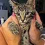 Bari participe au concours pour gagner de l'argent avec cette photo : kitten, cat, tabby, pet, animal, hands, nail_polish, indoor, cute, feline, whiskers, fur, closeup, young, holding, soft_light, domestic, cozy, portrait, curious