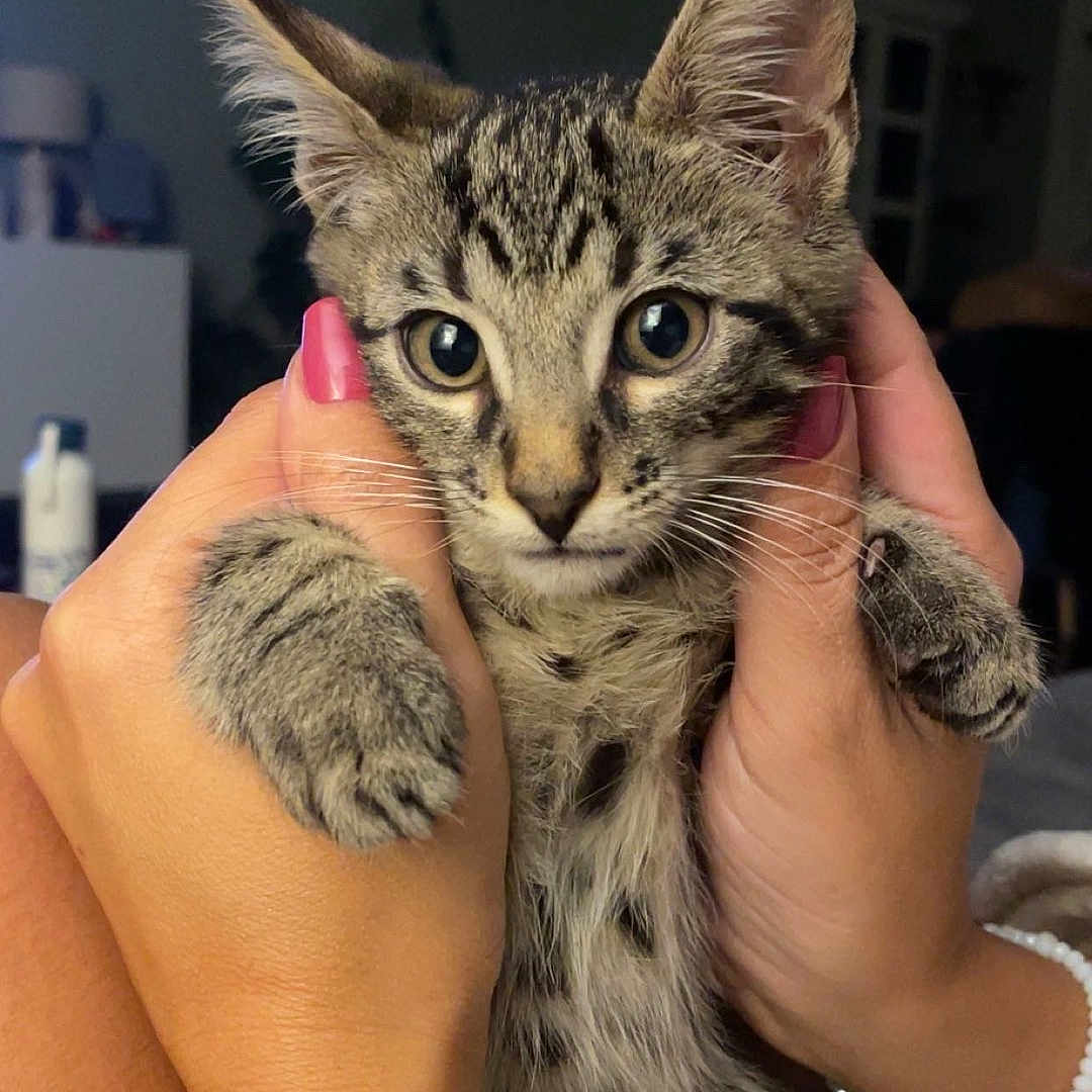 Bari participe au concours pour gagner de l'argent avec cette photo : animal, cat, closeup, cozy, curious, cute, domestic, feline, fur, hands, holding, indoor, kitten, nail_polish, pet, portrait, soft_light, tabby, whiskers, young