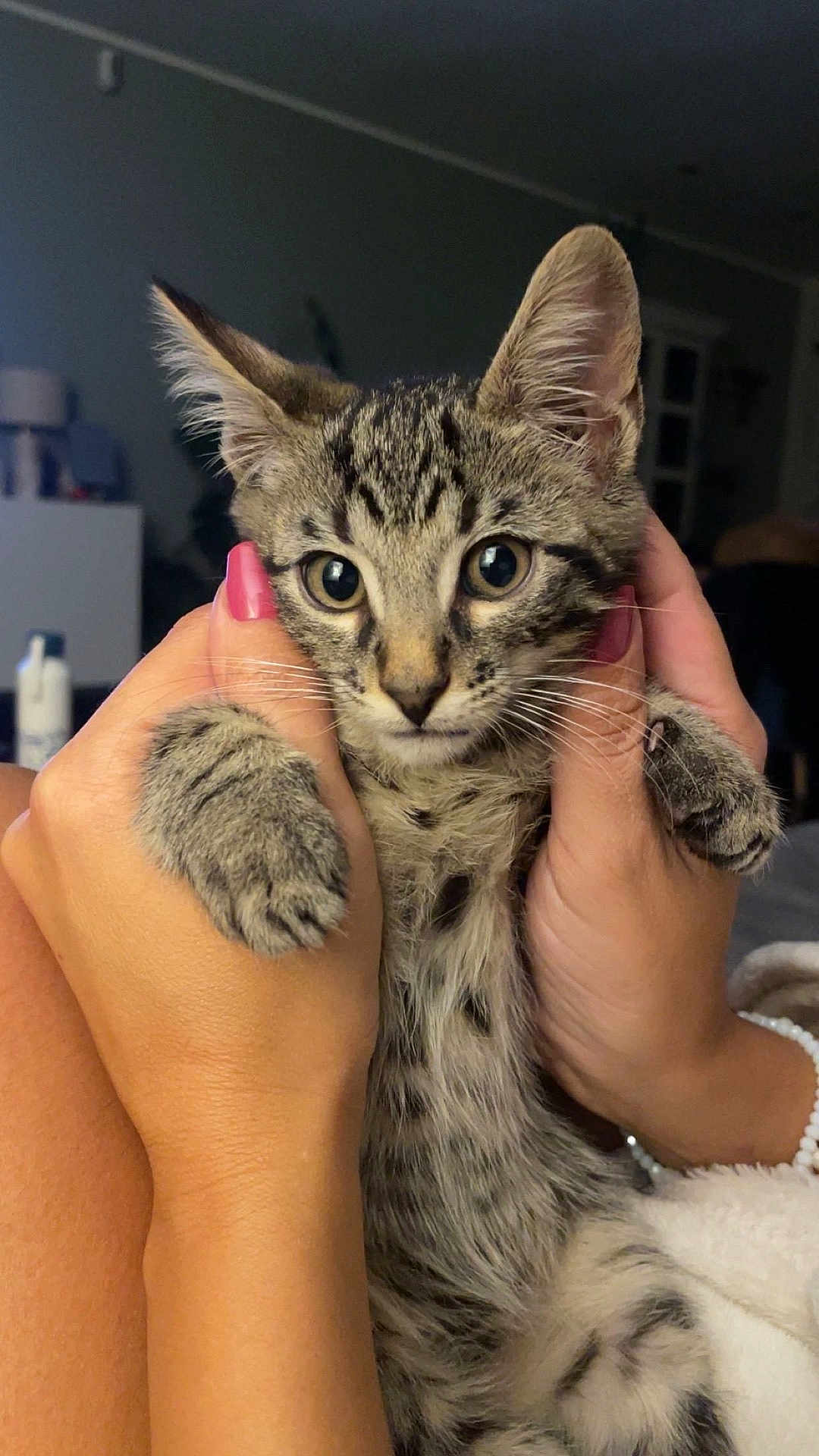 Bari participe au concours pour gagner de l'argent avec cette photo : kitten, cat, tabby, pet, animal, hands, nail_polish, indoor, cute, feline, whiskers, fur, closeup, young, holding, soft_light, domestic, cozy, portrait, curious