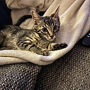 Bari a rejoint le concours — aidez-le/la à gagner de superbes lots ! kitten, tabby, cat, pet, animal, cute, feline, fur, whiskers, blanket, couch, texture, indoor, cozy, resting, paw, ears, eyes, young, soft